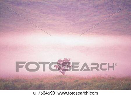 Stock Image -  a Single Tree Standing on a Field of Grass Surrounded By Some Fog, Front View, Soft Focus. Fotosearch