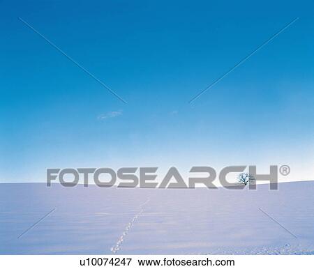 Stock Photo -  a Single Tree Standing on a Field of Snow Under a Light-blue Sky, Far View, Low Angle View, Copy Space. Fotosearch