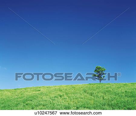 a Single Tree Standing on a Flat Green Hill Under a Blue Sky, Low Angle View, Copy Space View Large Photo Image Stock Photo - a Single Tree Standing on a Flat Green Hill Under a Blue Sky, Low Angle View, Copy Space. Fotosearch