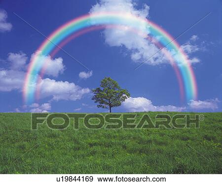 Stock Photo -  a Single Tree Standing on a Grass field Under a Rainbow, Front View, CG. Fotosearch