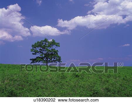 Stock Image -  a Single Tree Standing on a Green Hill Under a Blue Sky, Low Angle View. Fotosearch