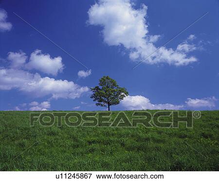a Single Tree Standing on a Green Grass field Under a Blue Sky, Front View View Large Photo Image Stock Photo - a Single Tree Standing on a Green Grass field Under a Blue Sky, Front View. Fotosearch