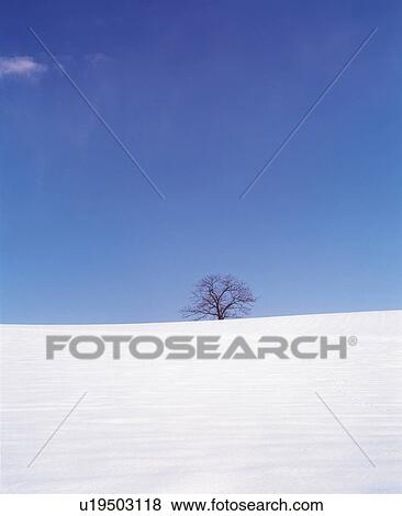 a Single Tree Standing on a Hill Covered With Snow, Low Angle View View Large Photo Image Stock Photo - a Single Tree Standing on a Hill Covered With Snow, Low Angle View. Fotosearch