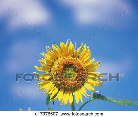 a Sunflower Under a Blue Sky, Low Angle View, Differential Focus View Large Photo Image Stock Photo -  a Sunflower Under a Blue Sky, Low Angle View, Differential Focus. Fotosearch
