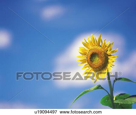 a Sunflower Under a Blue Sky, Low Angle View, Differential Focus View Large Photo Image Stock Photo - a Sunflower Under a Blue Sky, Low Angle View, Differential Focus. Fotosearch