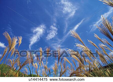 Japanese Silver Grass Under the Blue Sky, Low Angle View View Large Photo Image Stock Photography - Japanese Silver Grass Under the Blue Sky, Low Angle View. Fotosearch