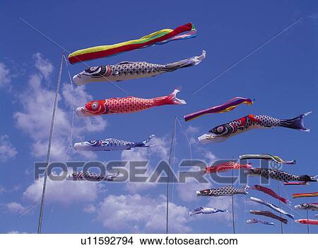 Picture -  Several Colorful Carp Streamers Under a Blue Sky, Low Angle View. Fotosearch