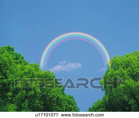 Several Green Leaves of Two Trees, a Rainbow Behind Them in the Blue Sky, Low Angle View, CG View Large Photo Image Stock Photo - Several Green Leaves of Two Trees, a Rainbow Behind Them in the Blue Sky, Low Angle View, CG. Fotosearch