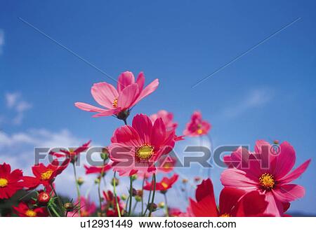 Stock Photo -  Several Pink-colored Cosmos Flowers Under a Blue Sky, Low Angle View, Differential Focus. Fotosearch