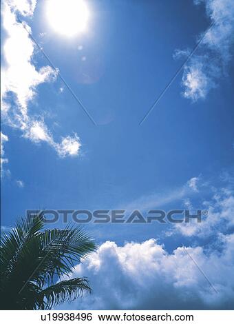 Stock Photograph -  the Sun Shining Over a Blue Sky and a Palm Tree, Lens Flare, Low Angle View. Fotosearch
