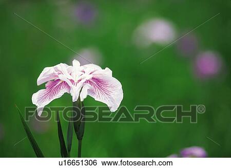 Stock Photograph - A Blue Flag. Fotosearch