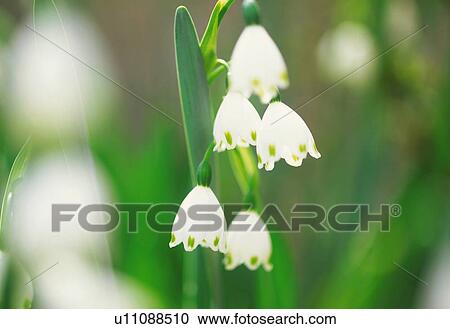Stock Image - A Lily of The Valley. Fotosearch