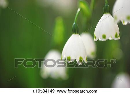 A Lily of The Valley View Large Photo Image Stock Photo - A Lily of The Valley. Fotosearch