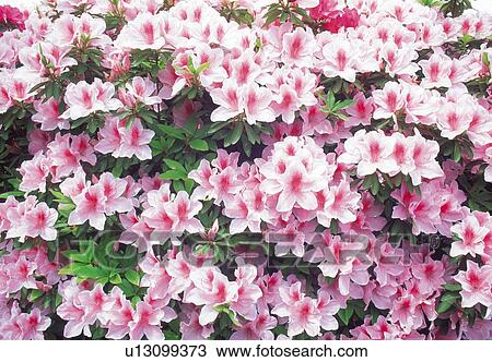 Stock Image - Azalea. Fotosearch