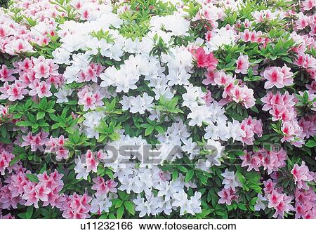 Stock Photograph - Azalea. Fotosearch