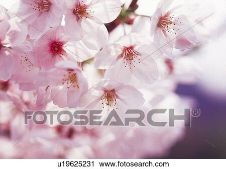 Cherry Blossom View Large Photo Image Stock Image - Cherry Blossom. Fotosearch