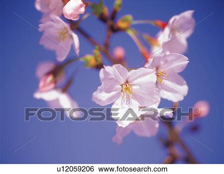 Cherry Blossom View Large Photo Image Stock Photograph - Cherry Blossom. Fotosearch