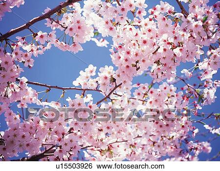 Stock Photograph - Cherry Blossom. Fotosearch
