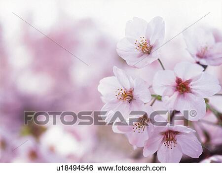 Stock Photograph - Cherry Blossom. Fotosearch