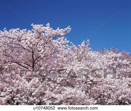 Stock Image - Cherry Tree. Fotosearch