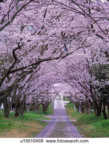 Stock Photo - Cherry Tree. Fotosearch