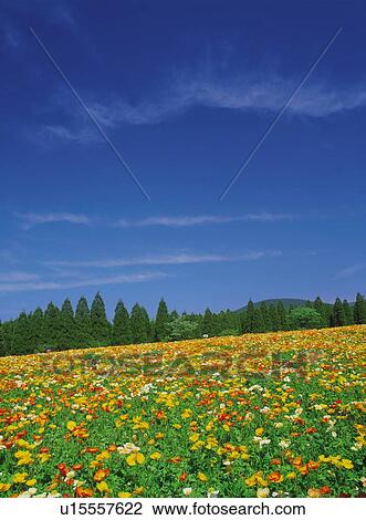 Stock Image - Flower Garden. Fotosearch