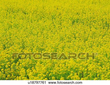 Stock Image - Flower Garden. Fotosearch