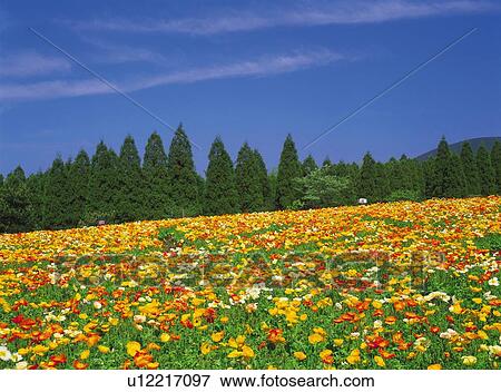 Flower Garden View Large Photo Image Stock Photo - Flower Garden. Fotosearch