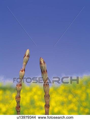 Picture - Horsetail. Fotosearch