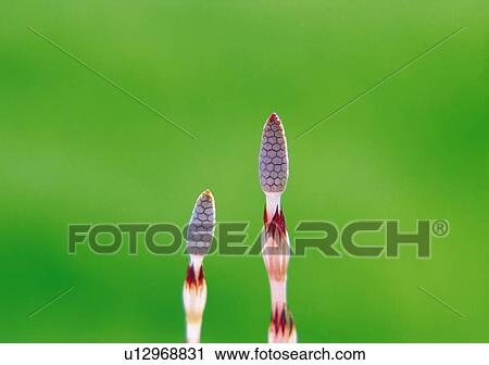 Stock Image - Horsetail. Fotosearch