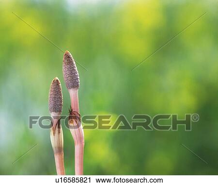 Horsetail View Large Photo Image Stock Image - Horsetail. Fotosearch
