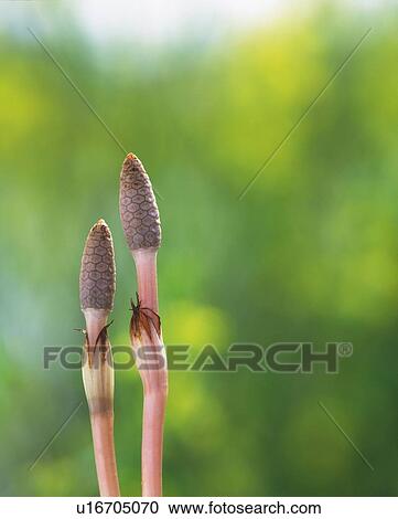 Stock Image - Horsetail. Fotosearch