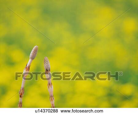 Horsetail View Large Photo Image Stock Photo - Horsetail. Fotosearch