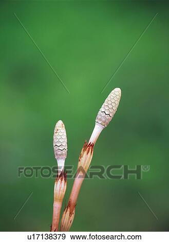 Stock Photo - Horsetail. Fotosearch