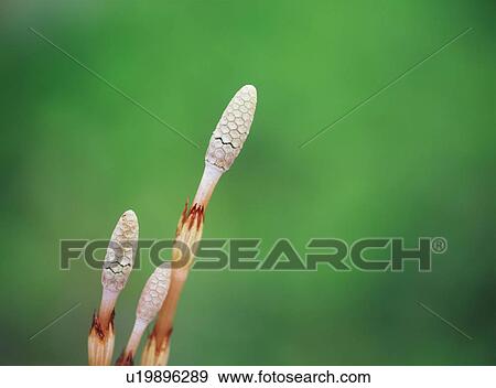 Stock Photo - Horsetail. Fotosearch