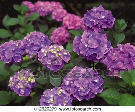 Hydrangea View Large Photo Image Stock Photo - Hydrangea. Fotosearch