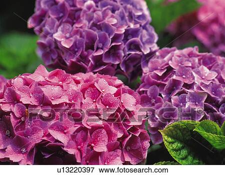 Hydrangea View Large Photo Image Stock Photo - Hydrangea. Fotosearch