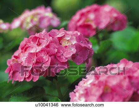 Stock Photograph - Hydrangea. Fotosearch