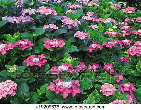 Hydrangea View Large Photo Image Stock Photograph - Hydrangea. Fotosearch