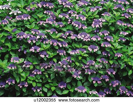 Stock Photography - Hydrangea. Fotosearch