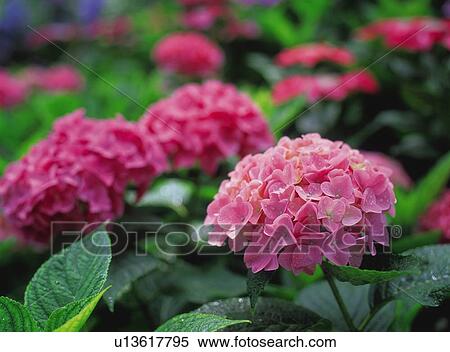 Hydrangea View Large Photo Image Stock Photography - Hydrangea. Fotosearch