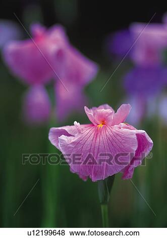 Stock Photo - Iris. Fotosearch
