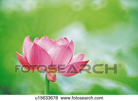 Lotus View Large Photo Image Stock Photo - Lotus. Fotosearch