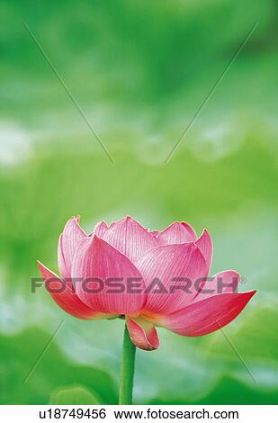 Lotus View Large Photo Image Stock Photograph - Lotus. Fotosearch