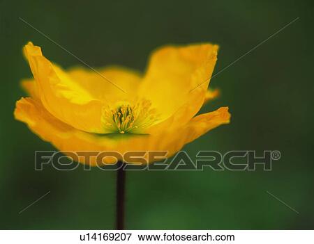 Stock Photo - Poppy. Fotosearch