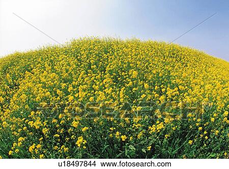 Rape Blossom View Large Photo Image Picture - Rape Blossom. Fotosearch