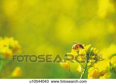 Stock Image - Rape Blossom. Fotosearch
