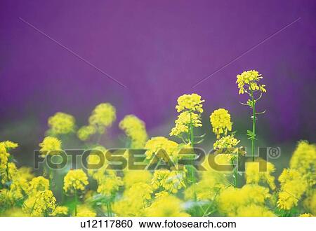 Stock Image - Rape Blossom. Fotosearch