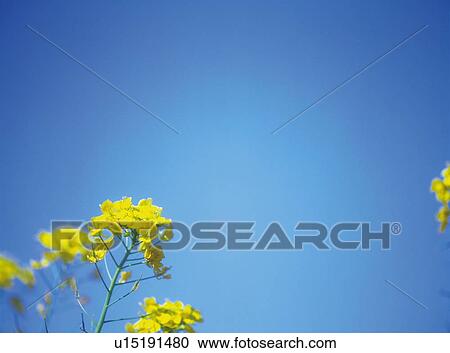 Stock Image - Rape Blossom. Fotosearch