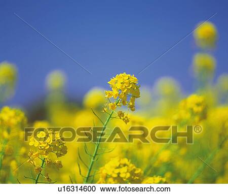Rape Blossom View Large Photo Image Stock Image - Rape Blossom. Fotosearch